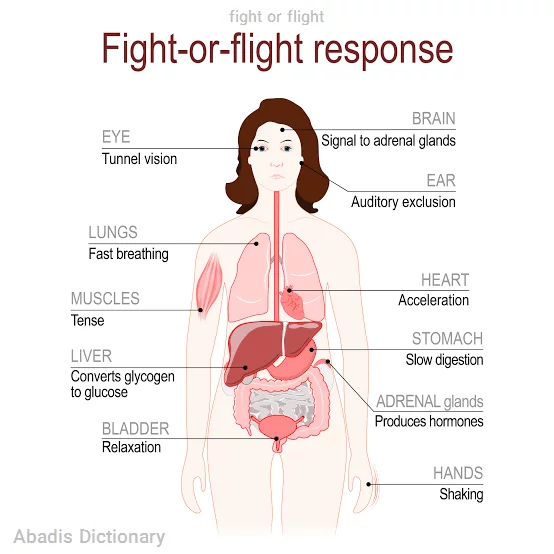 fight or flight
